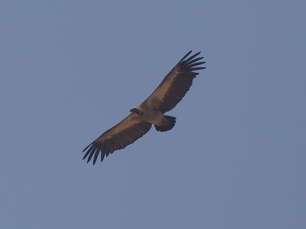 <h3><a href="/trips/gambia/biota/animalia/chordata/aves/017 accipitriformes/004 accipitridae/gyps africanus/gyps africanus-nl.html">Gyps&nbsp;africanus</a> / White‑backed&nbsp;vulture / Witruggier</h3>OM-1 Mark II met OLYMPUS M.150-400mm F4.5 TC, 1/2000 sec  bij F5.6, ISO 320, afstand 131&nbsp;m